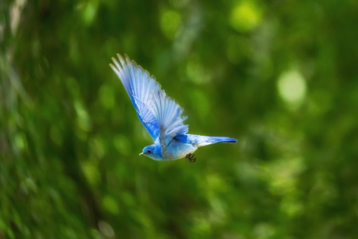 bird-flying