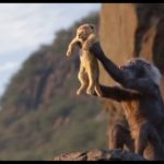 monkey-lion