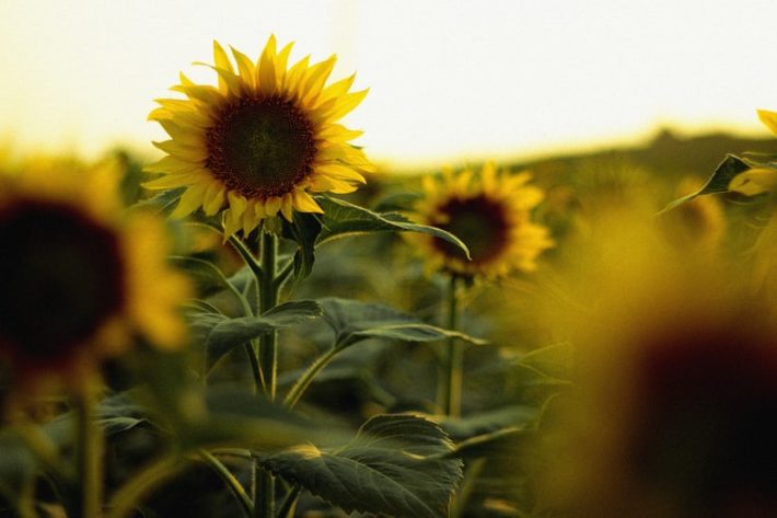 Nocturnal Sunflower