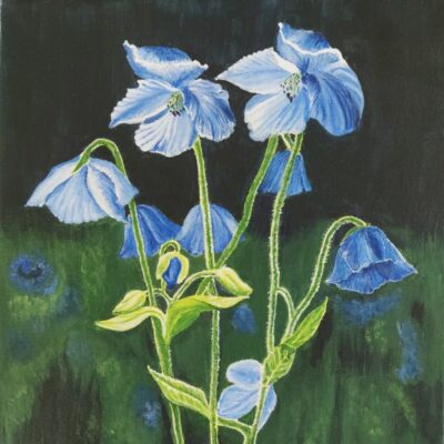 Chinga Snails and Oaks