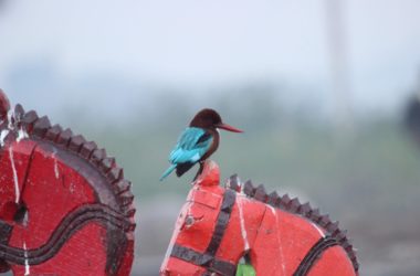 natures happiness due to corona