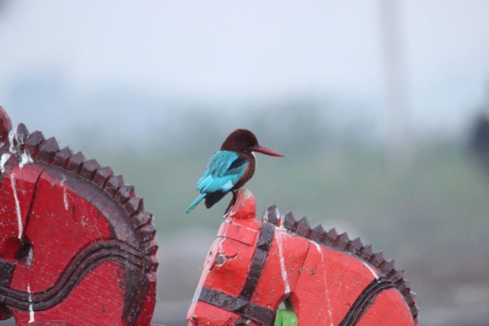 natures happiness due to corona