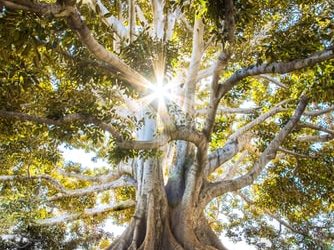 natures voice