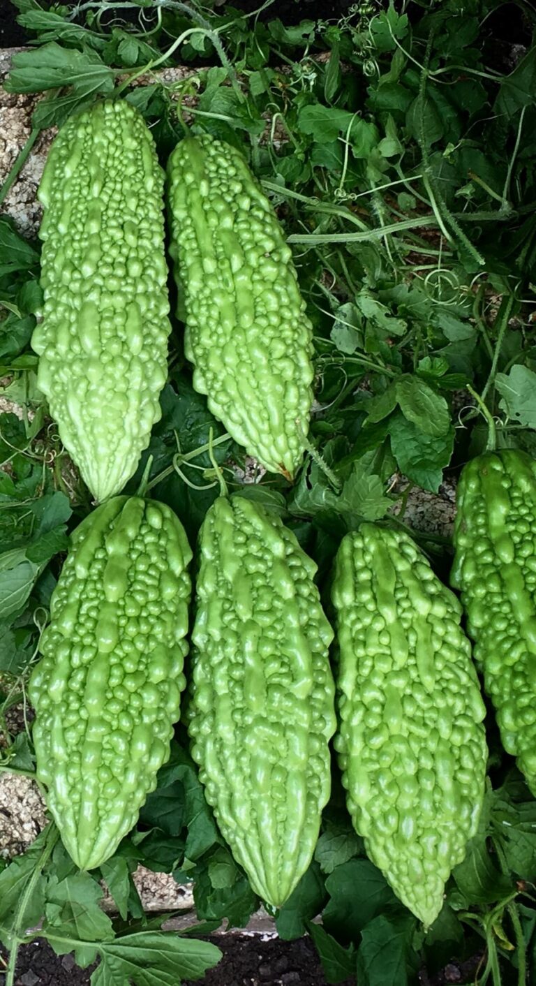 Bitter gourd chutney powder Snails and Oaks
