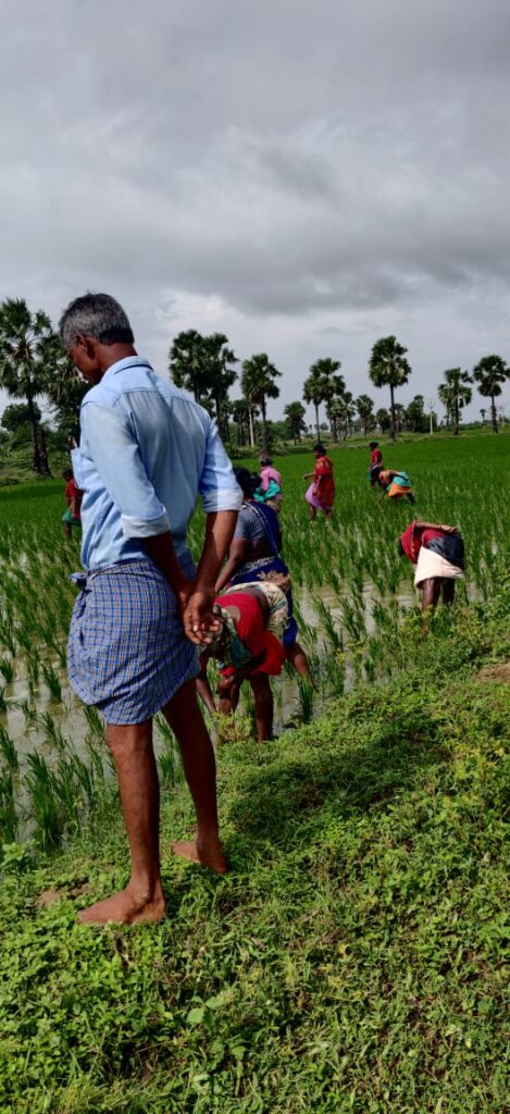 traditional farming by Harsh