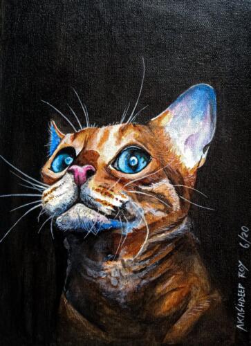 do you know this cat