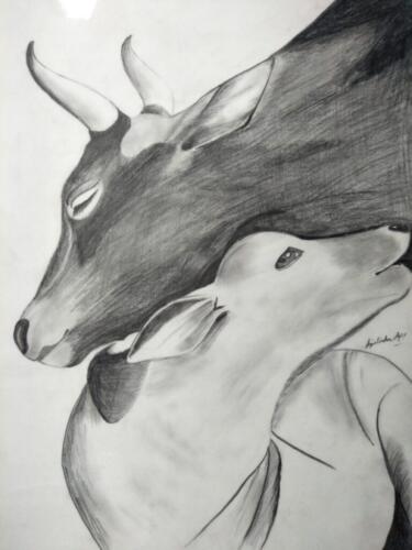 Cow cuddling its calf