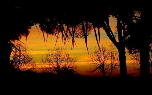 Africa - Thorny trees with Sunset