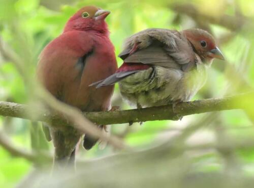 African Firefinch
