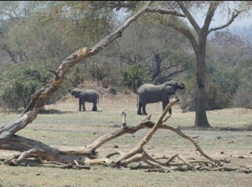Africa - Elephants in wild