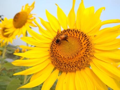 Busy bee always has time for Sunflower