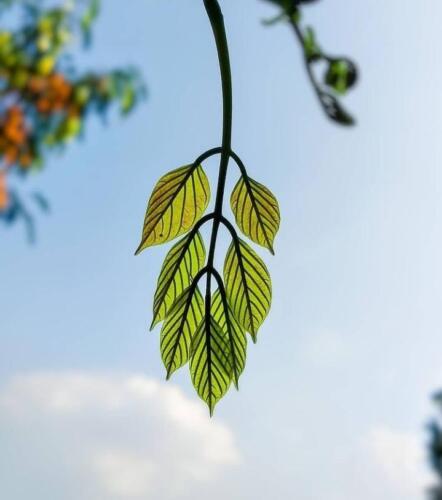 Assam - Beauty everywhere