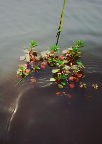 Beauty in simple things