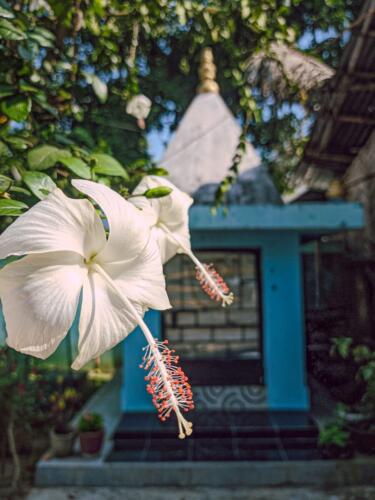 Hibiscus temple captured by Sahil