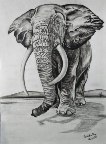 Elephant by Bidisha